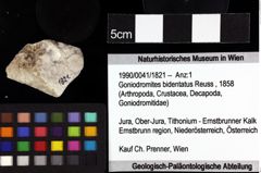 Foto (Objket + Etiketten) von Cracensigillatus acutirostris (Moericke, 1889) 